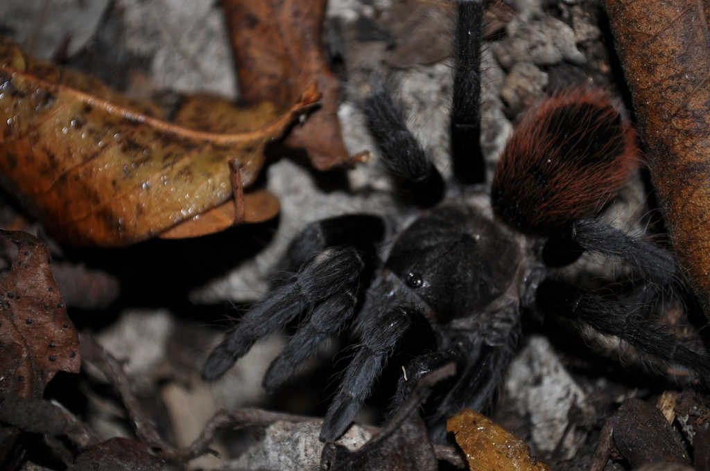 Yucatán Rust Rump Tarantula