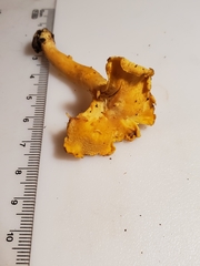 Cantharellus chicagoensis