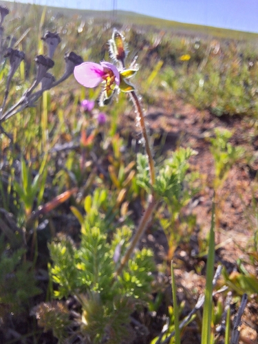 Image of Pelargonium hirtum by (c) Adele SL, some rights reserved (CC BY)