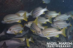 Lutjanus carponotatus