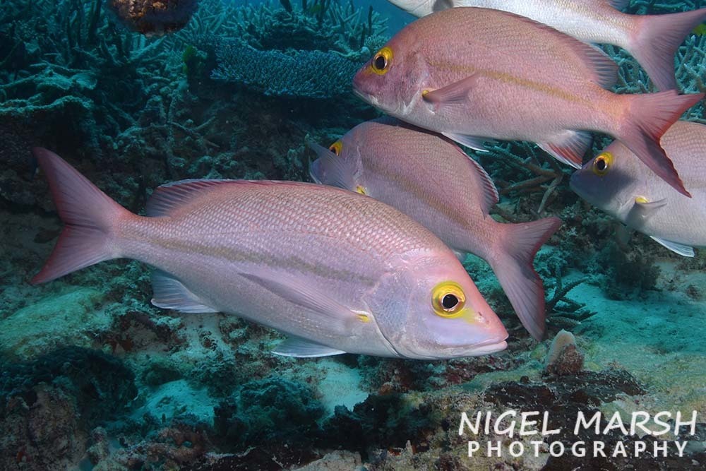 Yellow-Banded Snapper