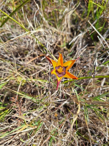 Image of Pauridia canaliculata by (c) Adele SL, some rights reserved (CC BY)