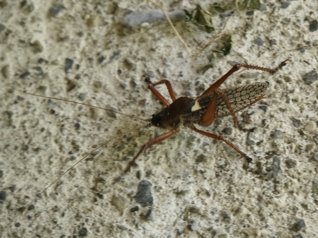 Polyancistrus