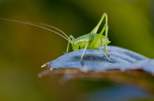 Speckled Bush-cricket, photo 2 of 8