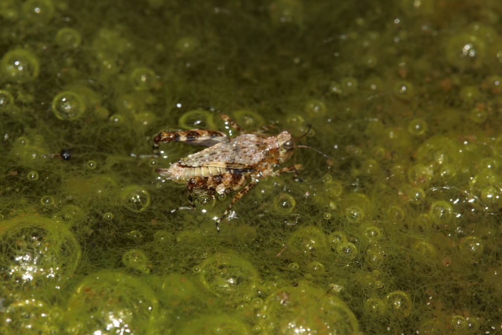 Ergatettix panchtharis