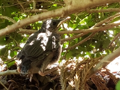 Dumetella carolinensis