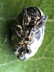 Rhyssomatus lineaticollis