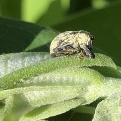 Rhyssomatus lineaticollis