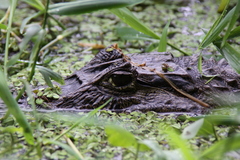 Caiman crocodilus image