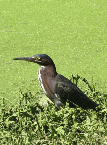 Green Heron photographed in New York