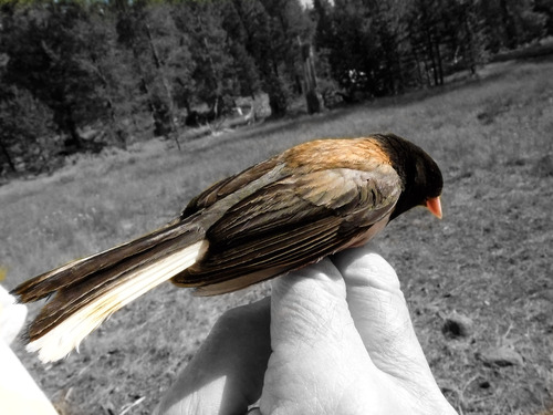iNaturalist observation photo of Dark-eyed Junco