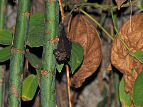 Rhinolophus acuminatus