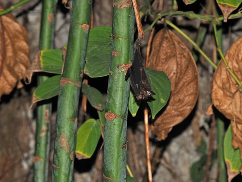 Rhinolophus acuminatus