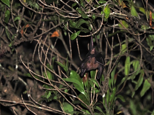 Rousettus amplexicaudatus