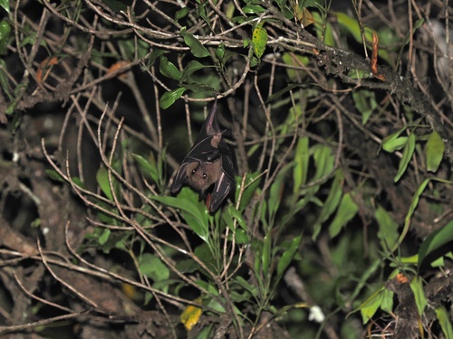 Rousettus amplexicaudatus