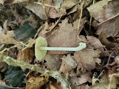Inocybe radiata