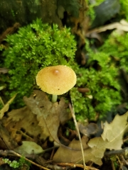 Inocybe radiata