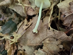 Inocybe radiata