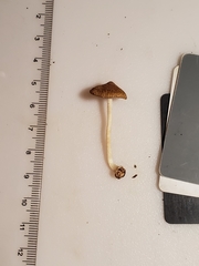 Inocybe radiata