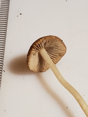 Inocybe radiata