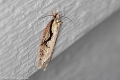 Semioscopis