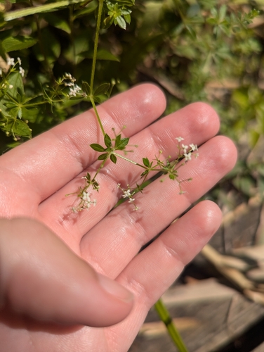 Image of Galium asprellum by (c) Skyler Principe, some rights reserved (CC BY)