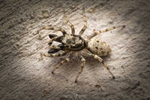 Salticus mutabilis
