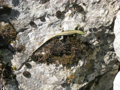 Iberolacerta monticola