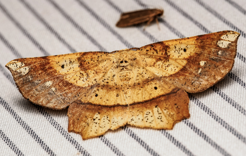 Deep Yellow Euchlaena Moth photo 5