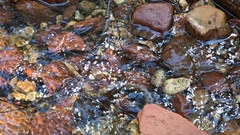 Thamnophis rufipunctatus