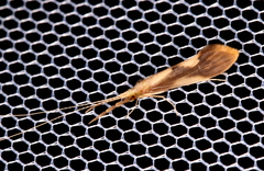 Triaenodes marginatus