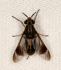 Chrysops univittatus