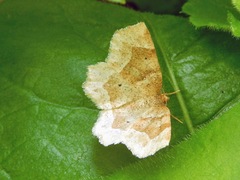 Metarranthis indeclinata