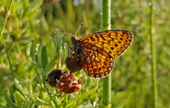 Boloria eunomia
