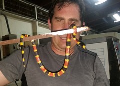 Micrurus mosquitensis