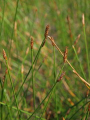 Eleocharis rostellata