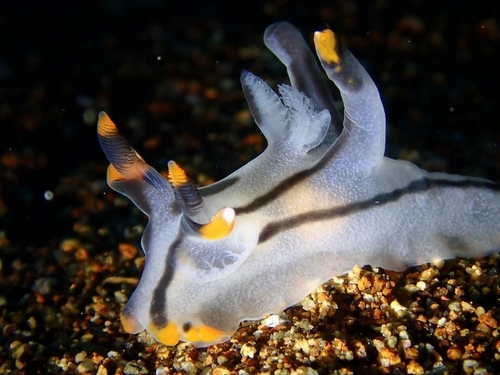 Thecacera picta