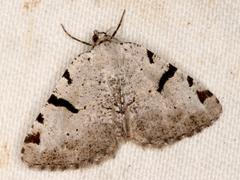 Macaria subcessaria