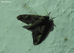 Acosmeryx naga