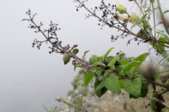 Scrophularia villosa