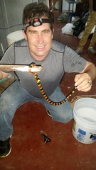 Micrurus mosquitensis