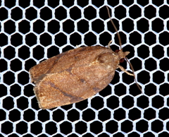 Argyrotaenia juglandana