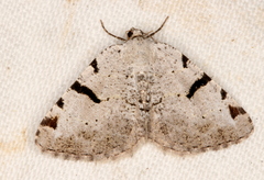 Macaria subcessaria