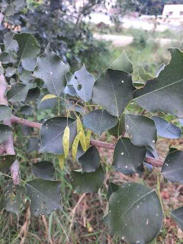 Image of Dalbergia sissoo by (c) Vikas D Prasad, some rights reserved (CC BY-SA)