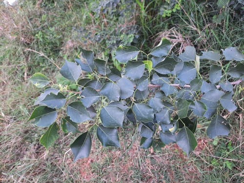 Image of Dalbergia sissoo by (c) Vikas D Prasad, some rights reserved (CC BY-SA)