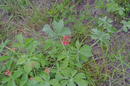 Image of Jatropha cathartica by (c) Michelle W. （鍾偉瑋）, some rights reserved (CC BY)