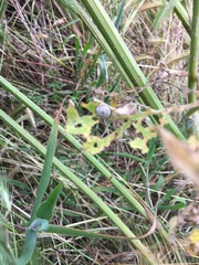 Helicella itala
