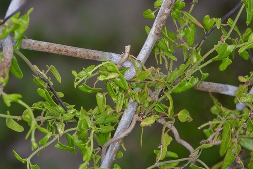 Image of Matelea sagittifolia by (c) Michelle W. （鍾偉瑋）, some rights reserved (CC BY)
