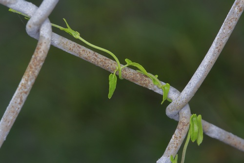 Image of Matelea sagittifolia by (c) Michelle W. （鍾偉瑋）, some rights reserved (CC BY)
