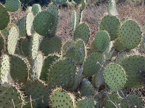 Image of Opuntia oricola by no rights reserved